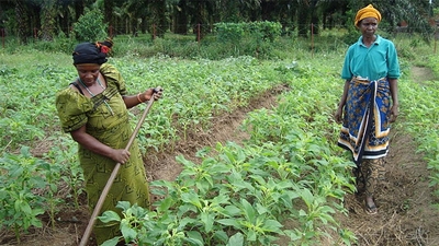 Par leur ingéniosité, les agriculteurs burundais assurent la pérennité des aides reçues ©PWRDF 